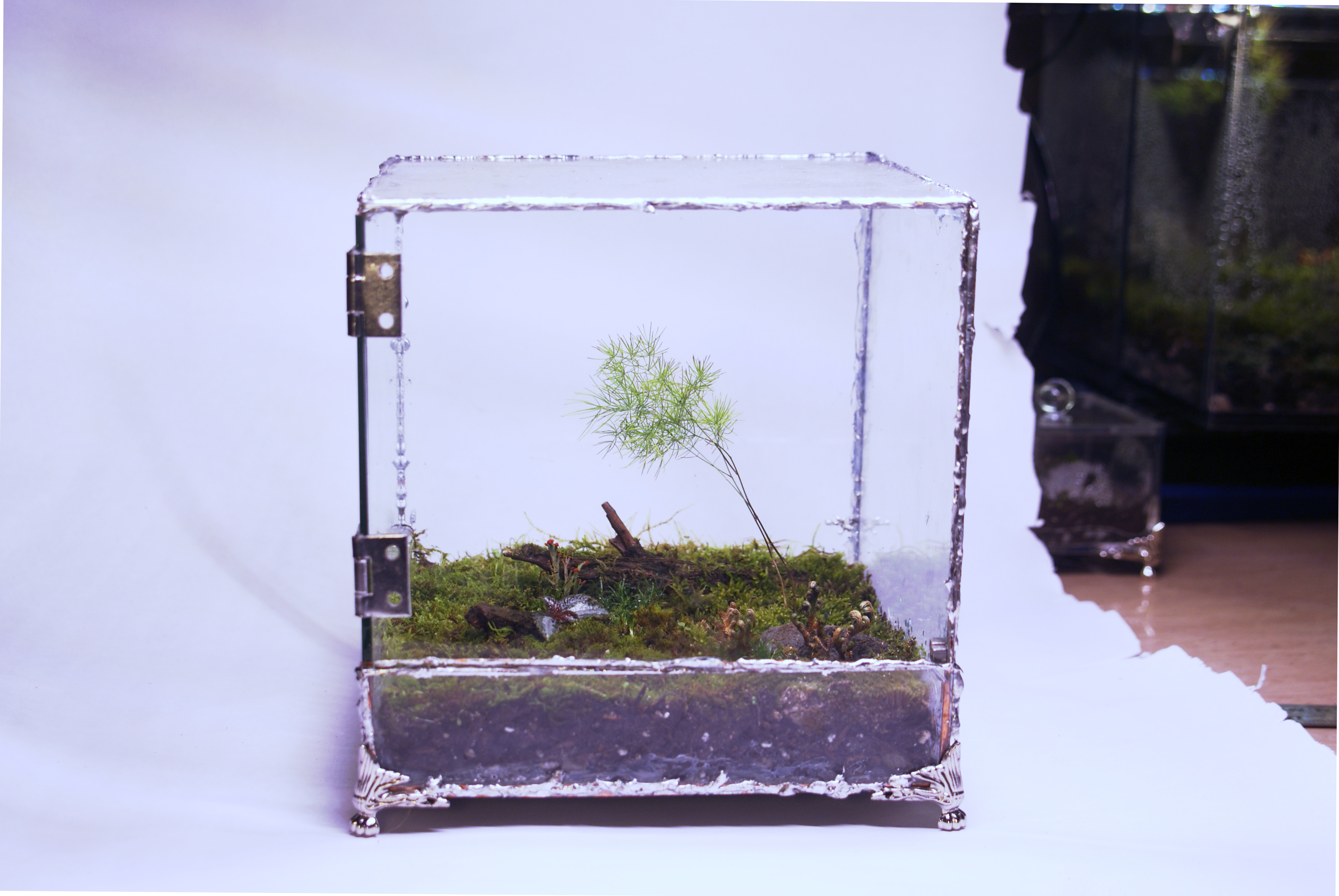 Terrarium build