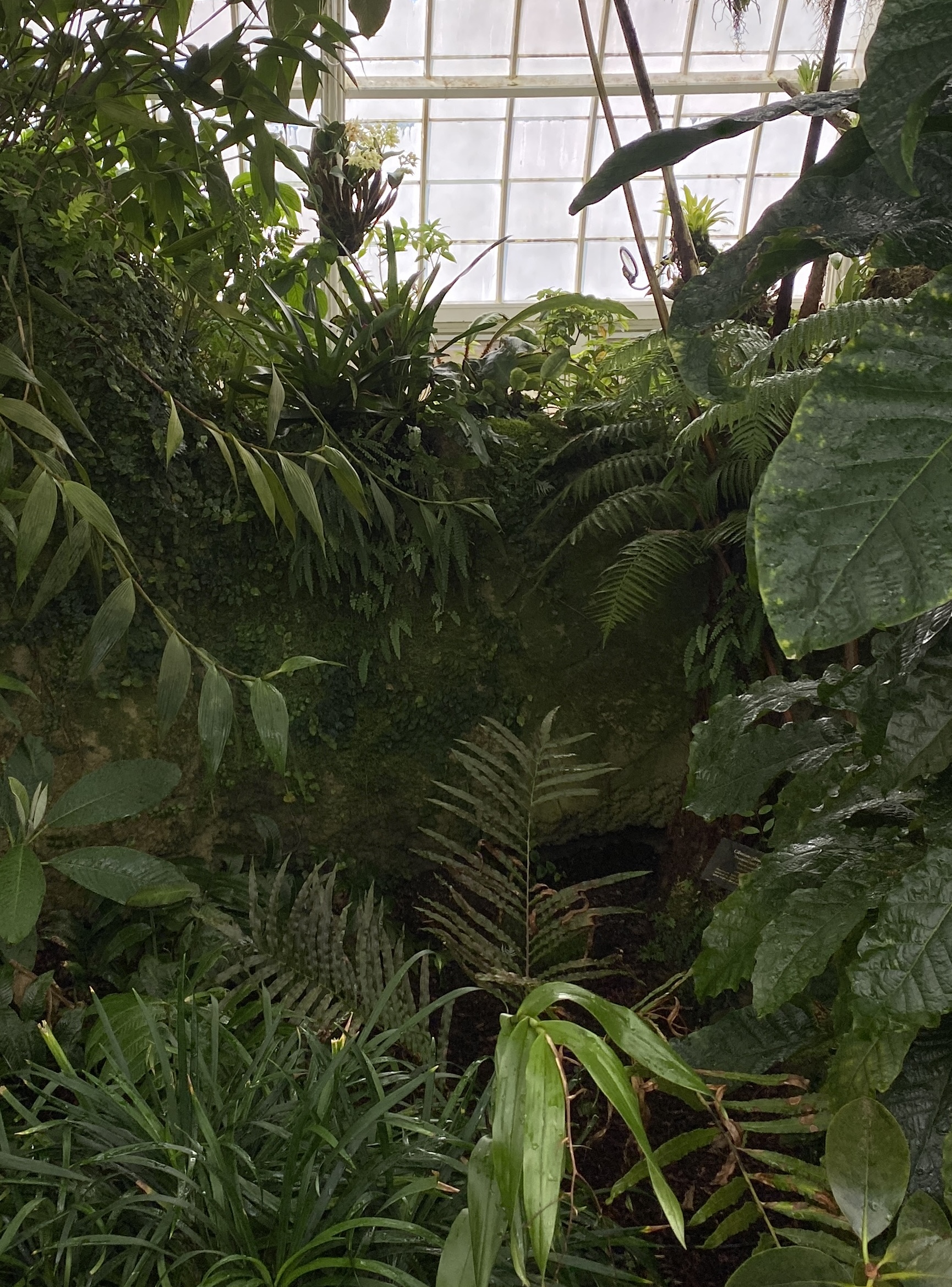 Rock feature for epiphyte and lithophyte collection