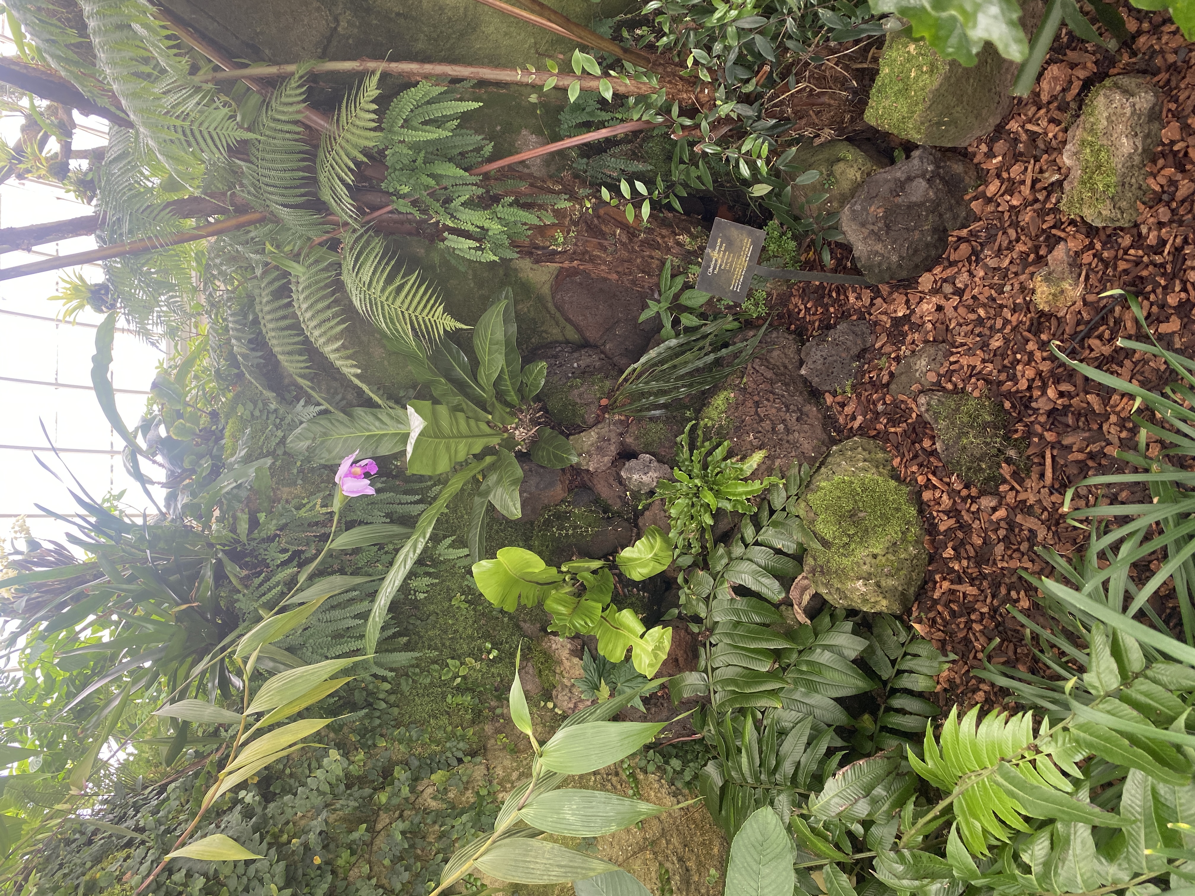 Rock feature planting