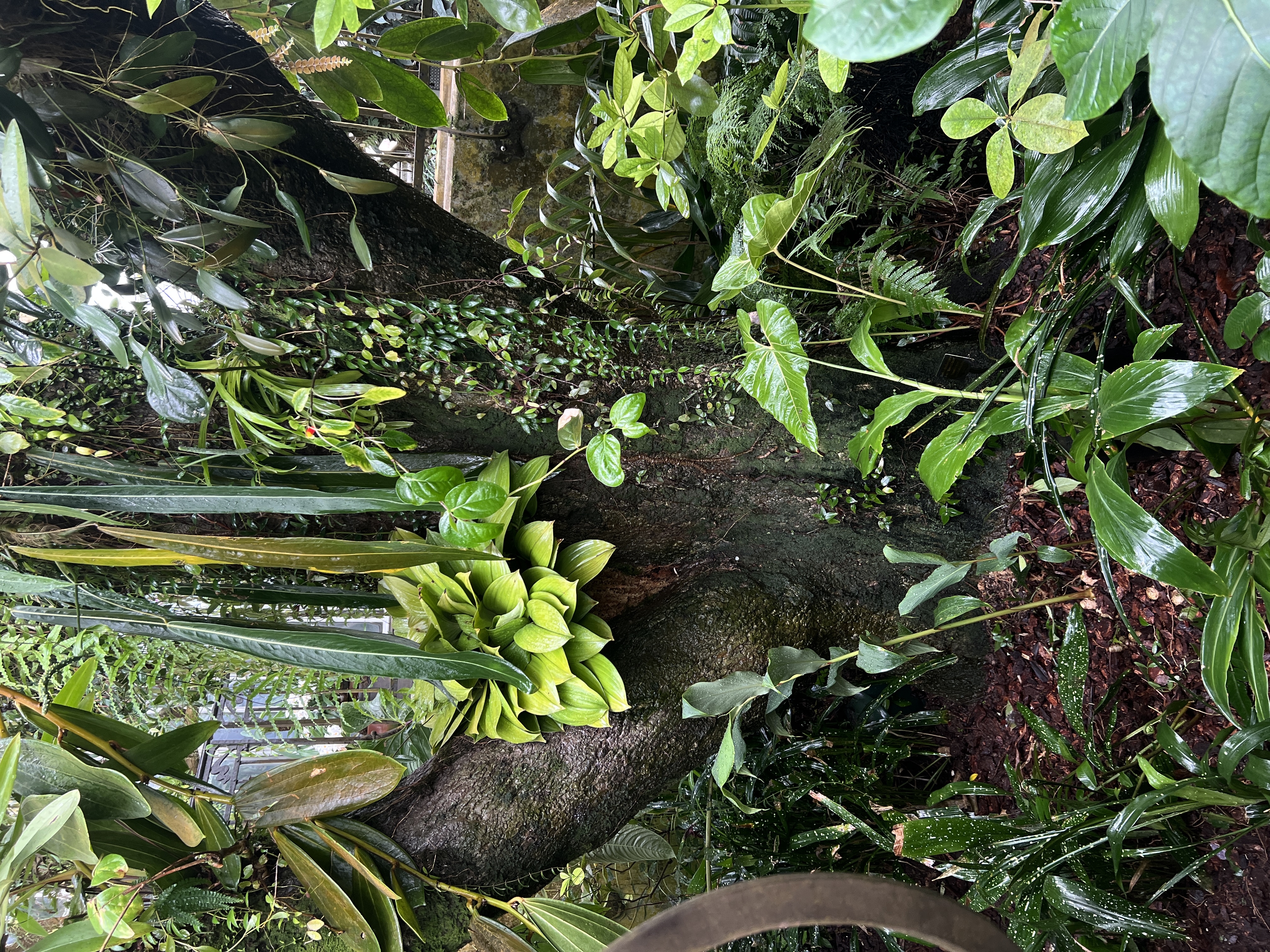 Conservatory of Flowers