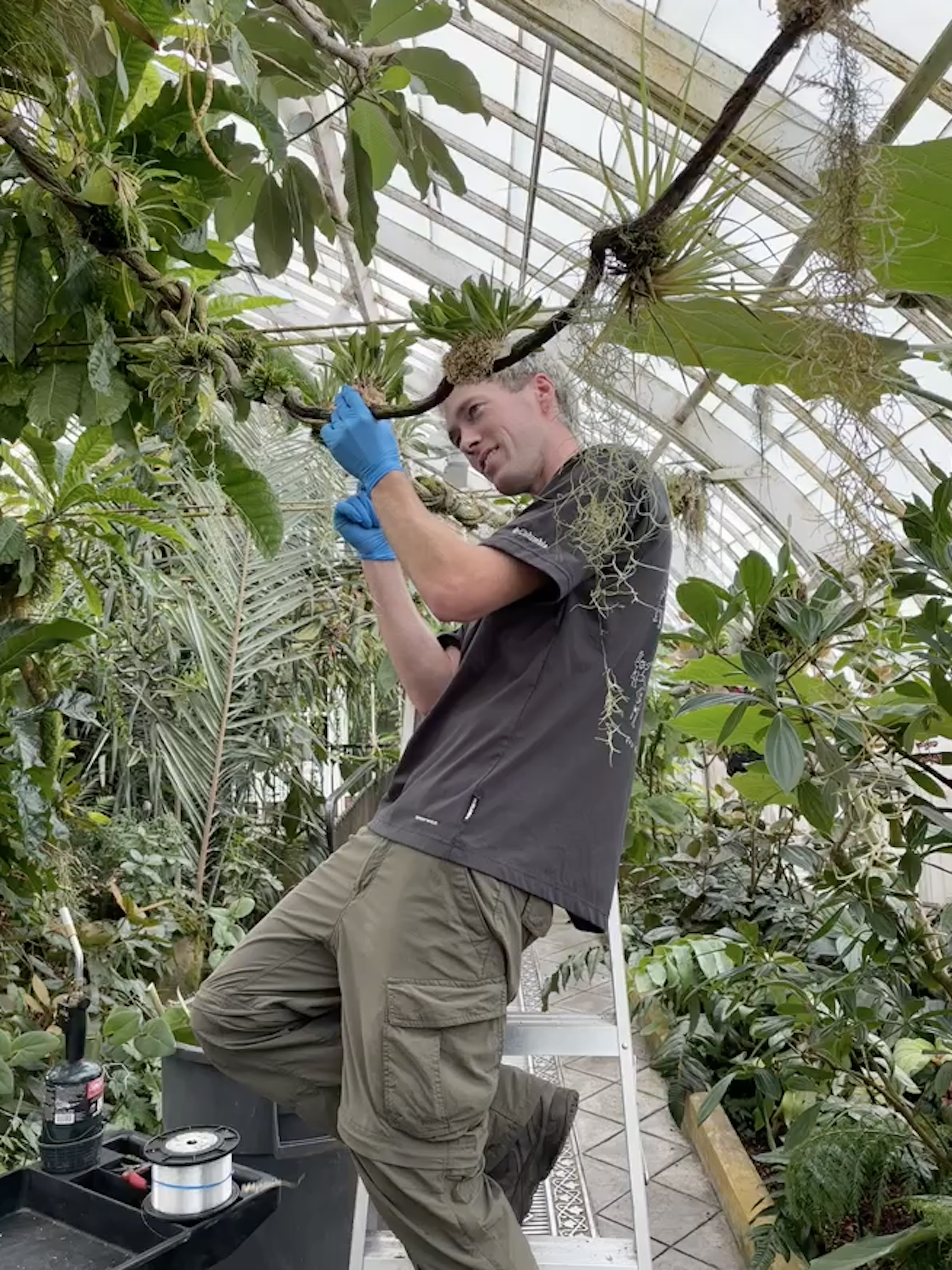 Mounting dracula orchid vines
