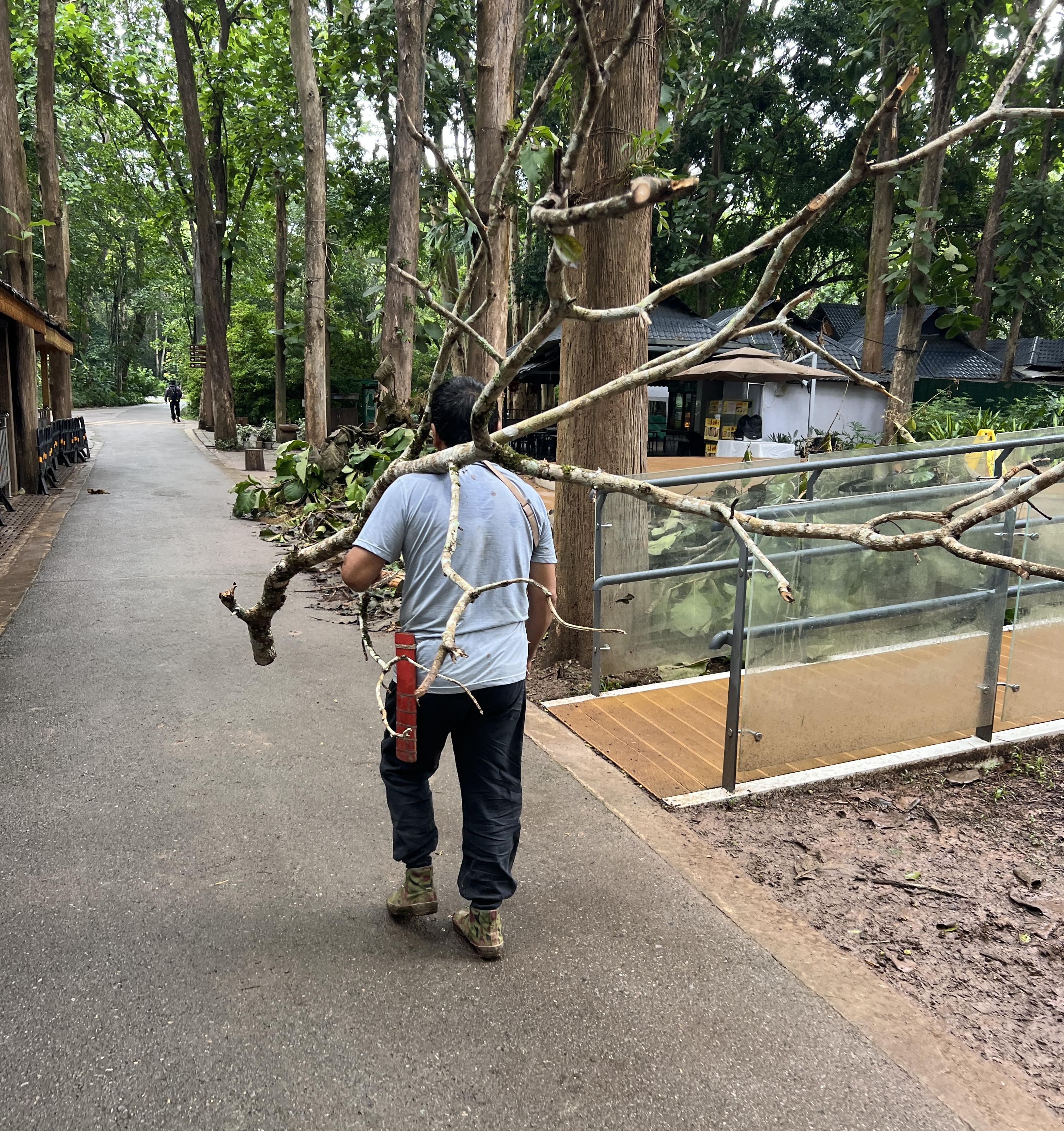 Carrying a salvaged branch for the nepenthes installation