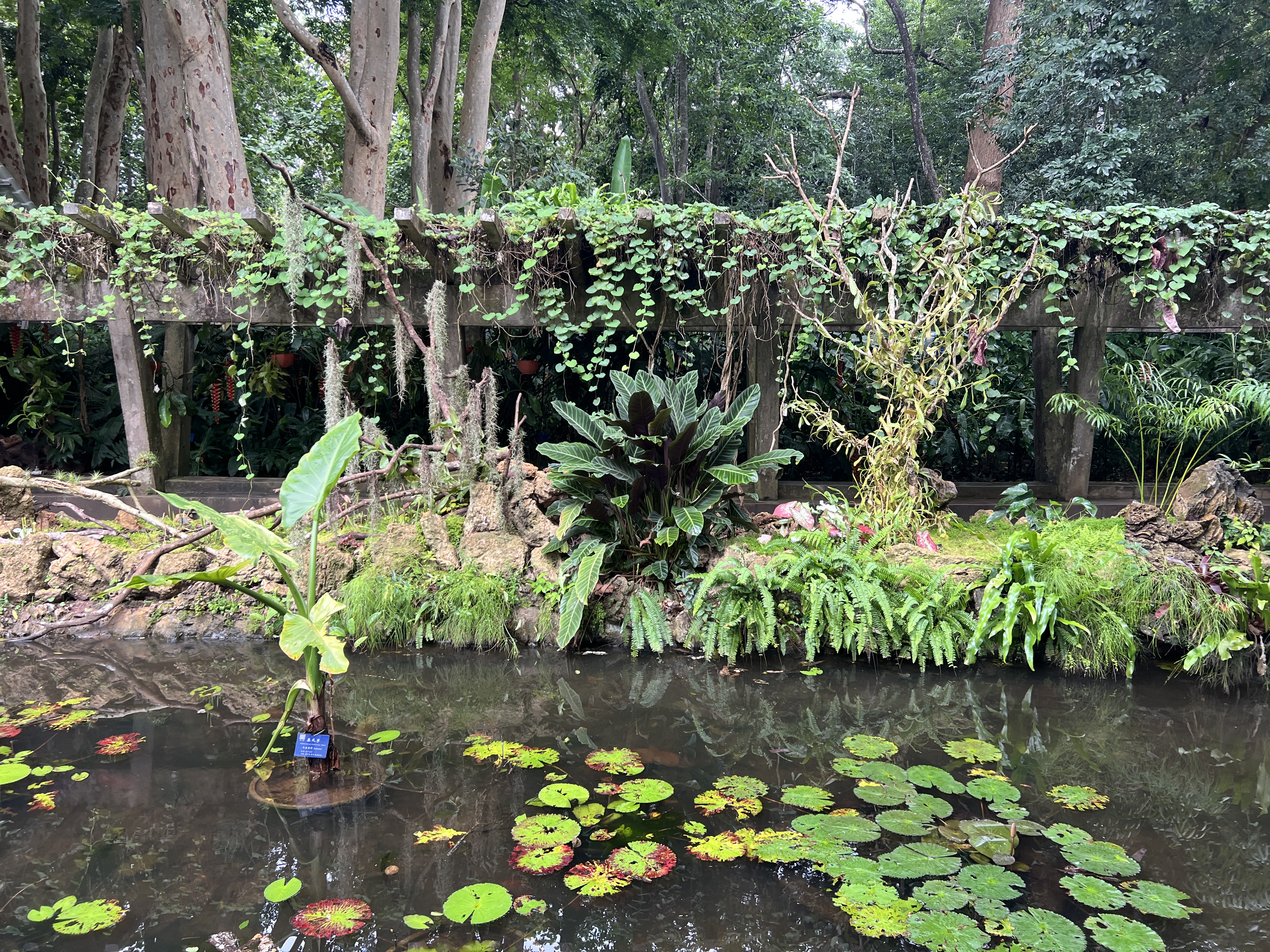 Nepenthes mounted around the carnivorous plant pond
