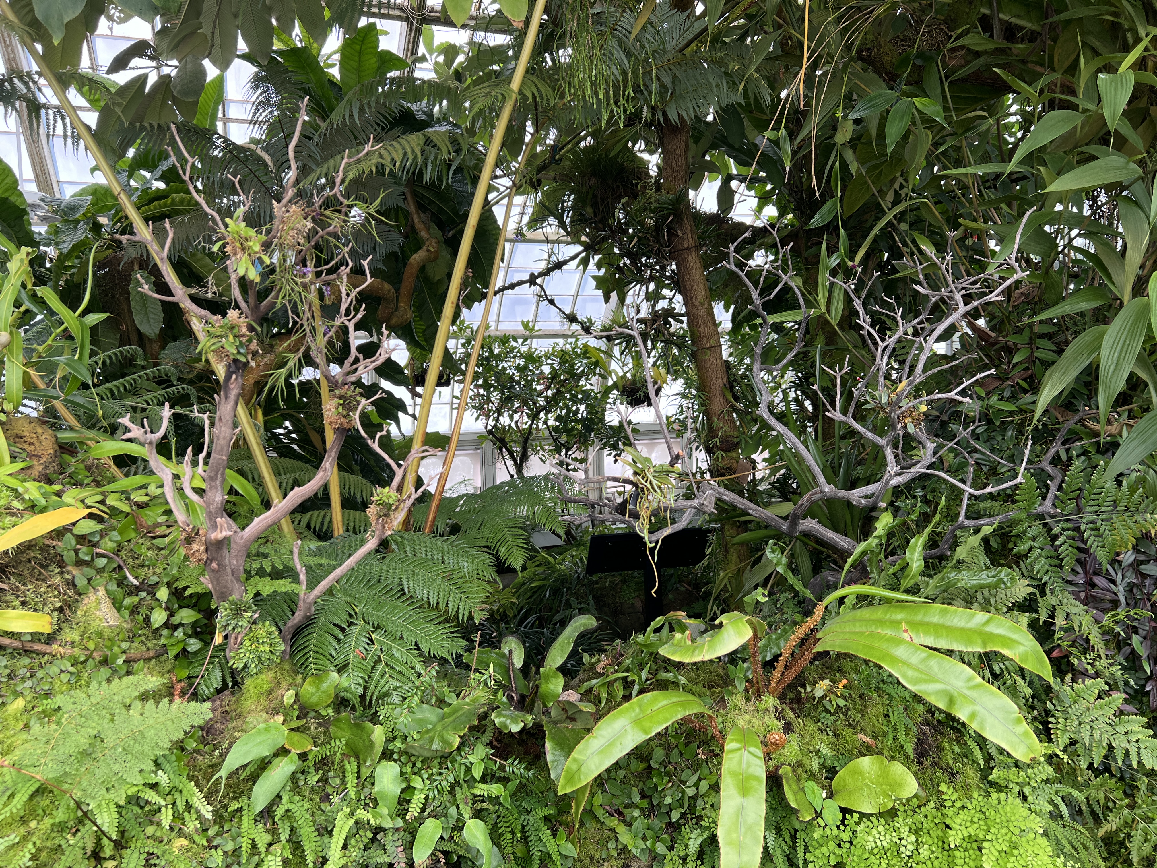 Tropical Highlands gallery planting