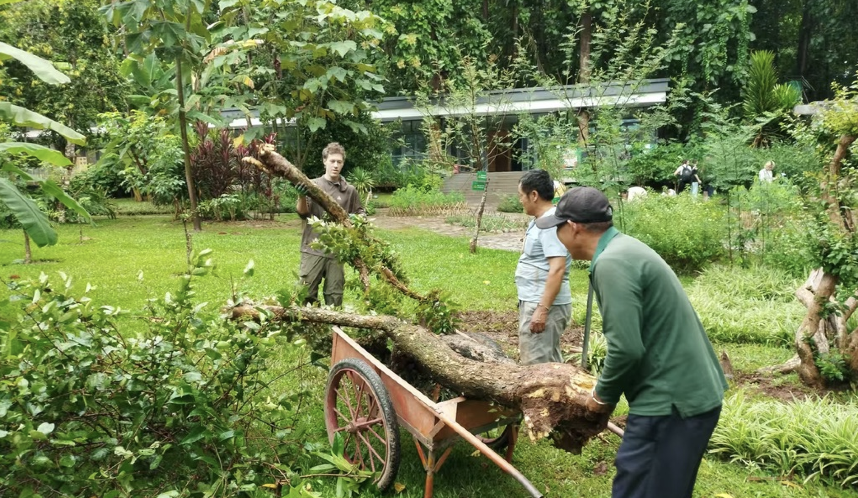 Moving logs through the garden